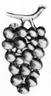 wrought-iron-grapes-stamped-large-clustersuperZoom