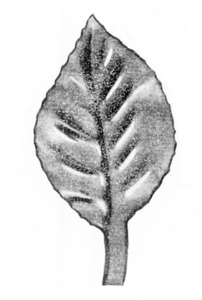 wrought-iron-leaf-forgedsuperZoom